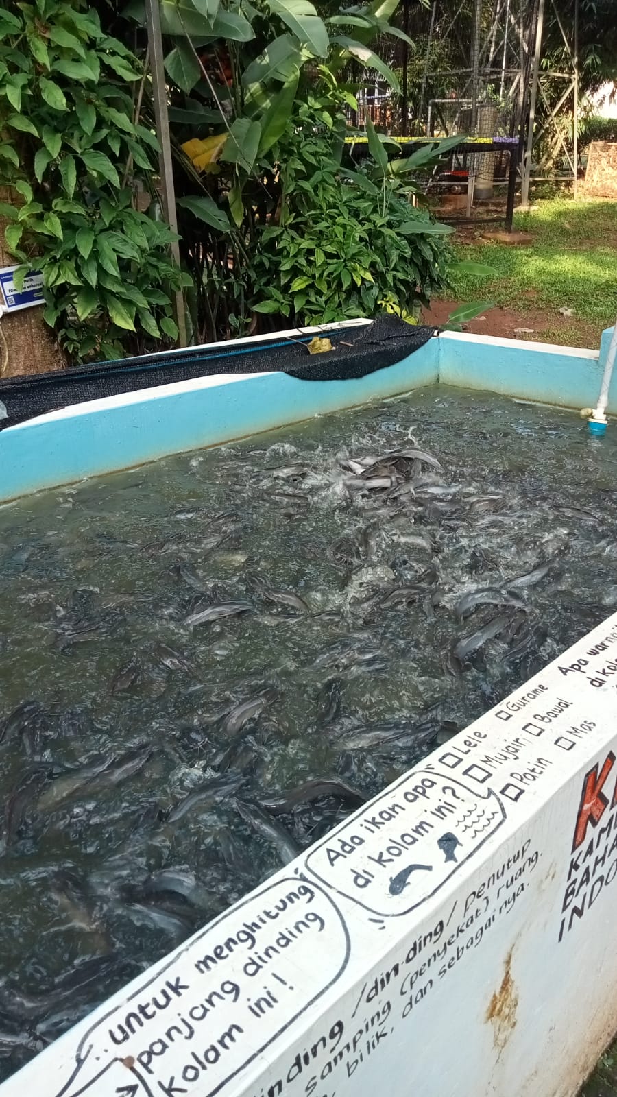 Pembelajaran Pangan dan LingkunganMelalui Lele Sehat Sekolah Alam Cikeas