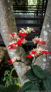 Lingkungan asri di sekitar saung kelas Sekolah Alam Cikeas